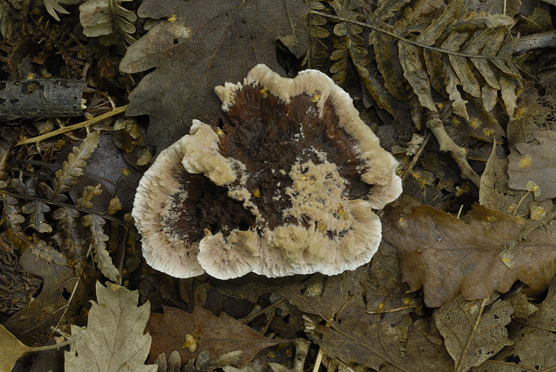 Hydnellum concrescens